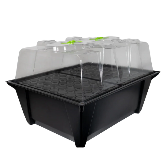 X-Stream Aeroponic Propagator Cuttings ready to transplant in as little as 10 days! The unique environment in an X-Stream