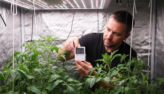 Man checking a digital hygrometer and thermometer inside a hydroponic grow tent with plants