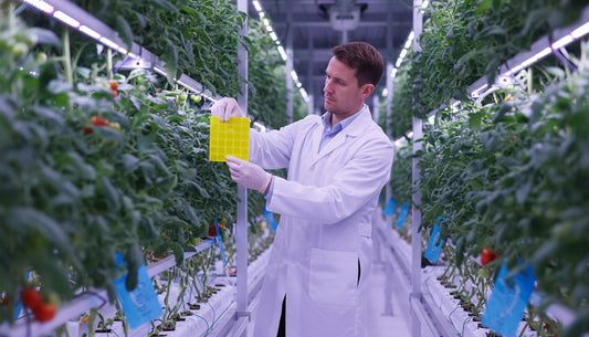 Scientist in a white lab coat inspecting a yellow sticky trap in a hydroponic tomato farm.