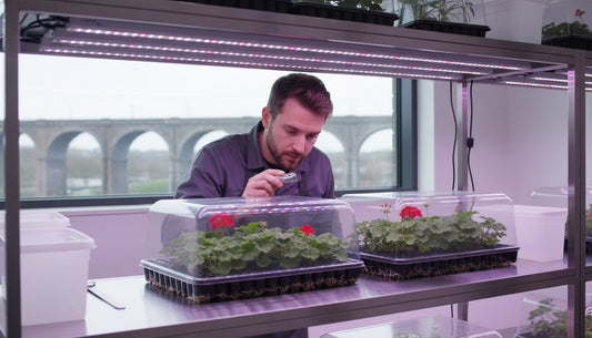 A technician tending to plants under LED grow lights in a hydroponic system.