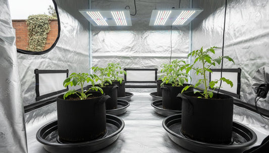 Plant Saucers and Trays: The Essential Guide for UK Indoor Growers (2026)