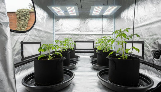 Tomato plants growing in black fabric pots inside a reflective hydroponic grow tent