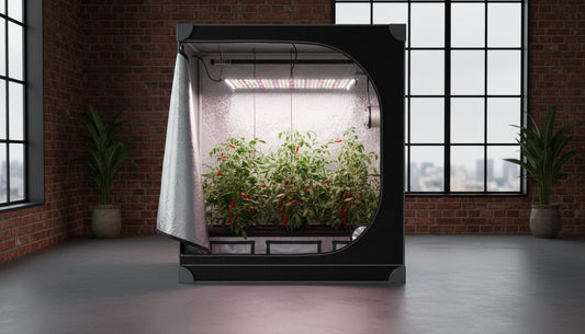 Hydroponic grow tent with LED lighting and chili plants in a brick room