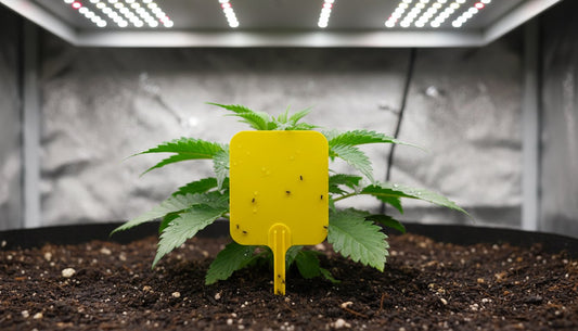 Fly Traps for Grow Rooms: The Ultimate Guide to Pest Control