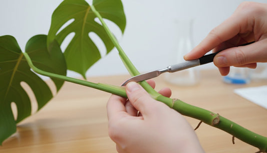 The Grower's Guide to Scalpels: Get Perfect Plant Cuttings Every Time