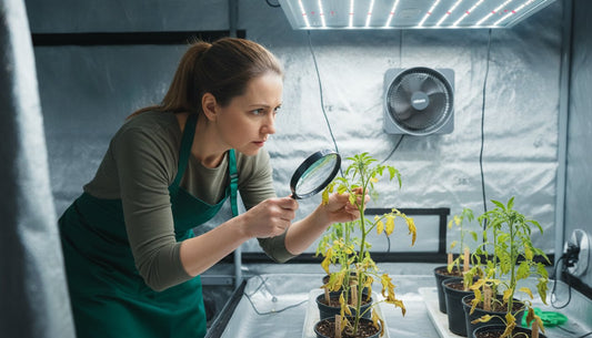 A woman using a magnifying glass to inspect plants in a hydroponic grow tent.