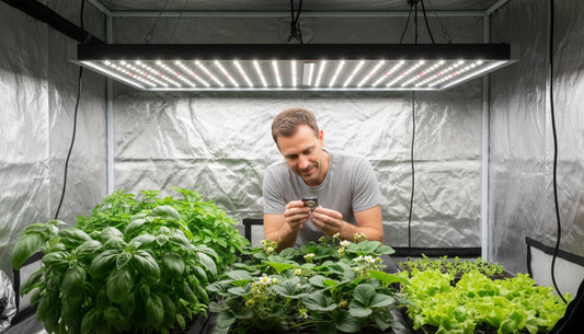 Man monitoring strawberry and basil plants in a hydroponic grow tent with LED lighting