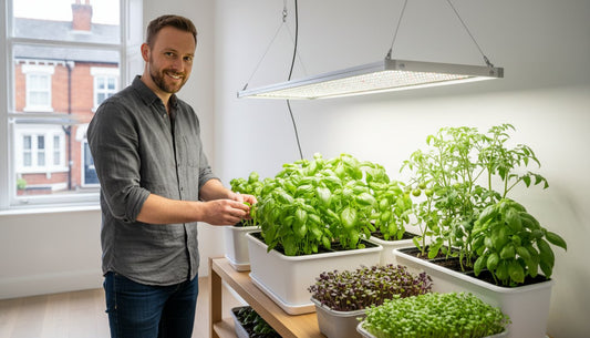 A man tending to basil and herbs in a hydroponic indoor garden under a LED grow light.