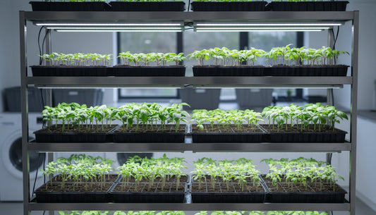 Seedlings growing in hydroponic trays on a multi-tier grow rack with LED lighting.