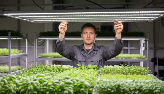 Man adjusting LED grow lights over hydroponic microgreens on indoor shelving