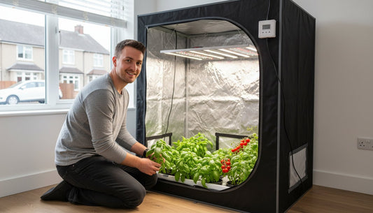 A man tending to basil and tomato plants inside a reflective hydroponic grow tent.