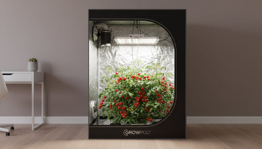 A GrowPod indoor grow tent with LED lighting and healthy tomato plants.