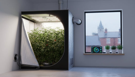 Hydroponic grow tent with interior plants, ventilation system, and digital controller.