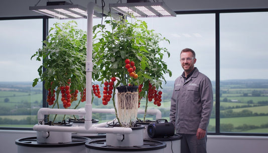 A man standing next to hydroponic tomato plants growing under LED grow lights.