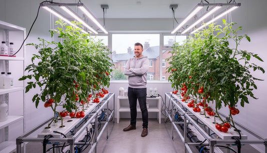 Man standing in a hydroponic grow room with large tomato plants under LED grow lights.
