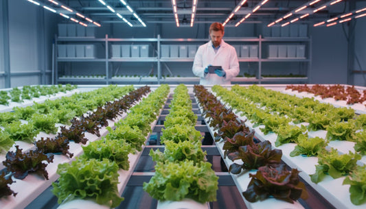 Scientist monitoring red and green lettuce in a professional hydroponic grow room