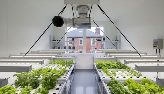 Modern indoor hydroponic farm with LED grow lights and lush green basil plants.