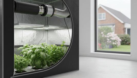 Indoor hydroponic grow tent with LED lighting and ventilation for basil plants