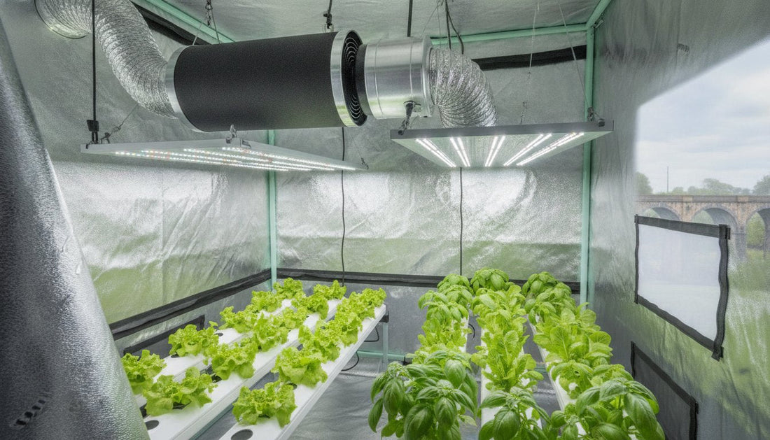 Hydroponic lettuce and basil growing in a reflective grow tent with LED lights and ventilation