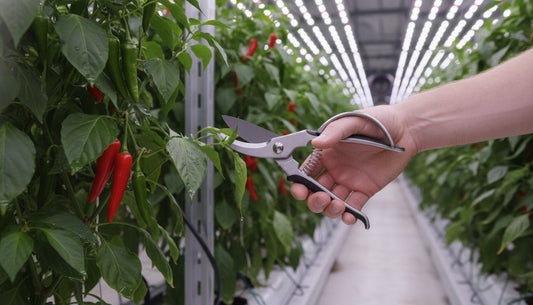 Choosing the Best Plant Trimming Scissors for High-Yield Indoor Gardening (2026)