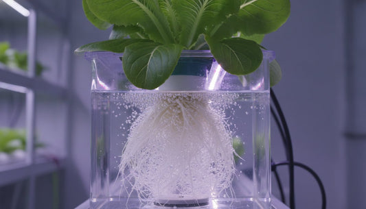 Close-up of a lettuce plant with visible white roots in a hydroponic deep water culture system