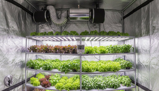 Hydroponic grow tent with multi-tier shelving, LED lighting, and ventilation system.