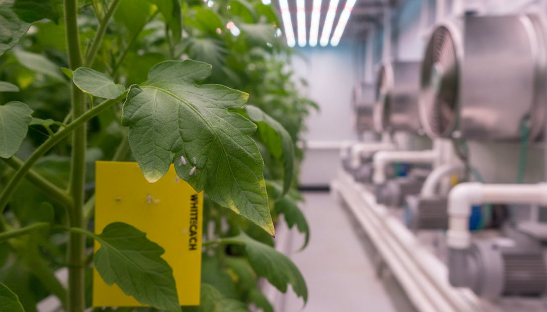 How to Get Rid of Whiteflies: Indoor Growers Guide (2026)