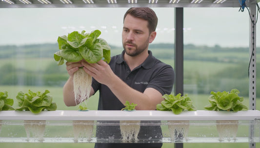 Hydroponic Root Rot: Prevention, Identification, and Treatment Guide