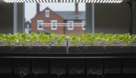 Hydroponic Seed Starting: The Complete Guide for UK Growers