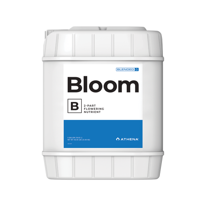 Athena Blended Line Bloom A&B