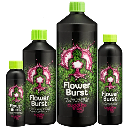 Buddha's Tree Flower Burst Buddha's Tree Flower Burst was made to ensure your plants' smooth transition from the growth