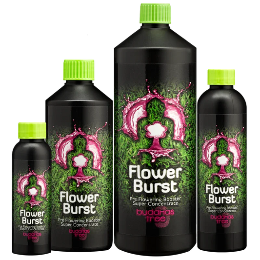 Buddha's Tree Flower Burst Buddha's Tree Flower Burst was made to ensure your plants' smooth transition from the growth