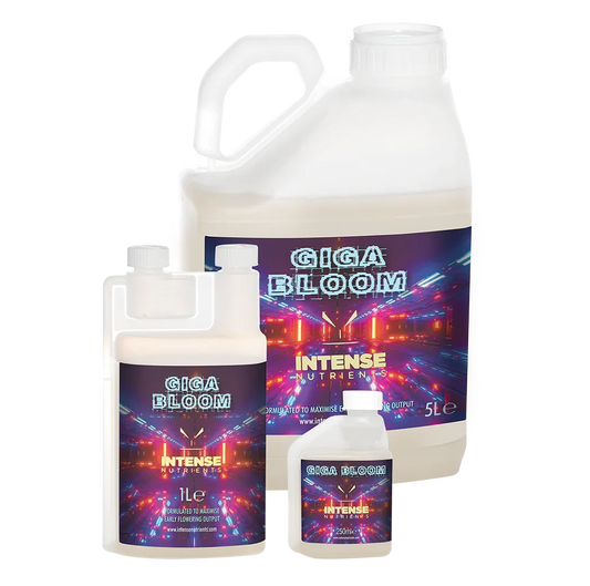 An Advanced Early Flowering Booster Intense Nutrients Giga Bloom is an exceptional early flowering booster which increases