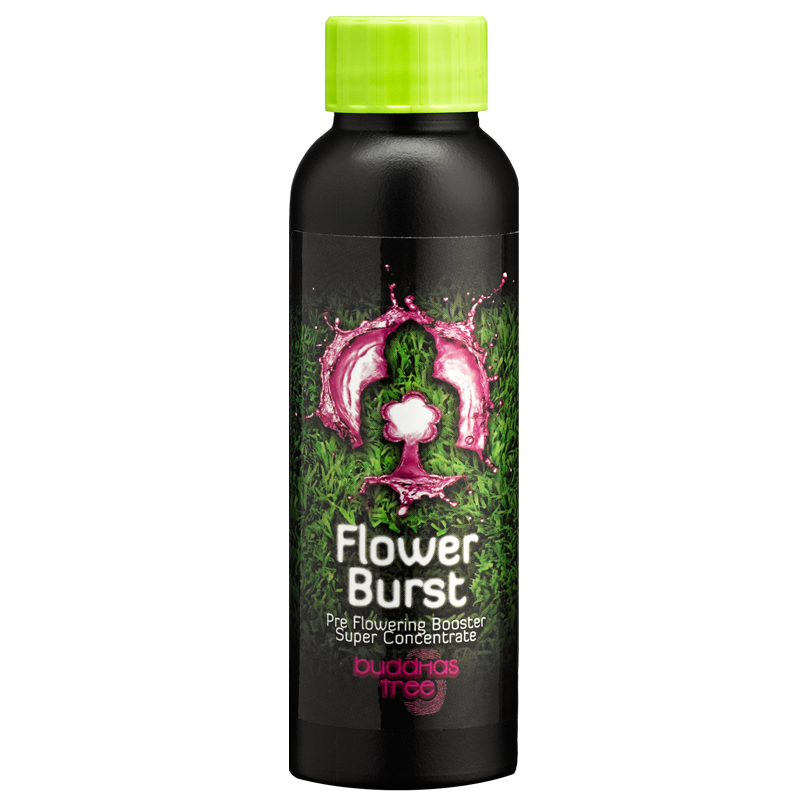 100ml Buddhas Tree Flower Burst 