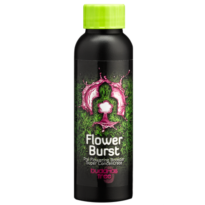 100ml Buddhas Tree Flower Burst 