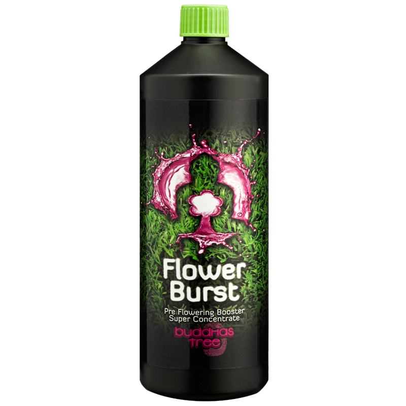 1L Buddhas Tree Flower Burst 