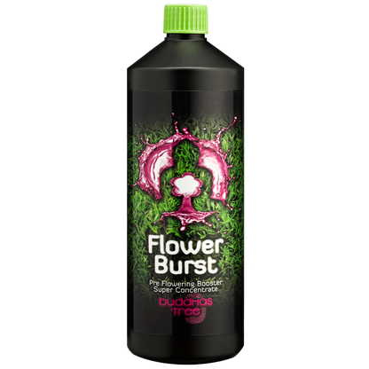 1L Buddhas Tree Flower Burst 
