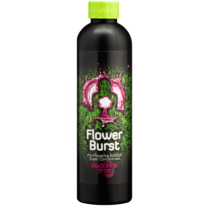 250ml Buddhas Tree Flower Burst 
