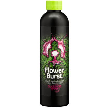 250ml Buddhas Tree Flower Burst 