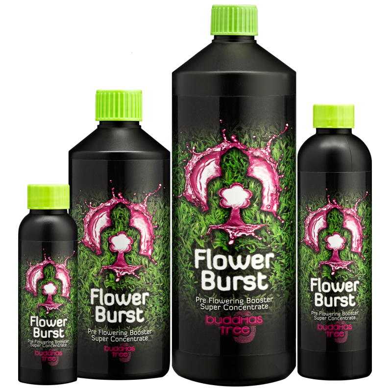 Group image of the full Buddhas Tree Flower Burst Range 