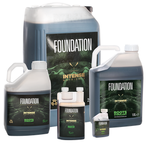 Fondacion me Ushqyes Intens